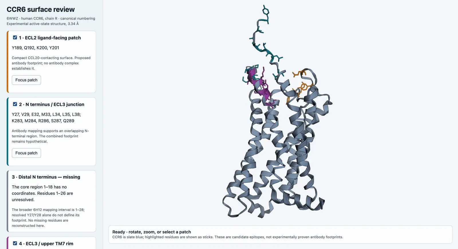 An interactive CCR6 surface review session cycling through four candidate epitope patches on the receptor structure (PDB 6WWZ), each with its residues and structural rationale, while the scientist freely rotates the structure.